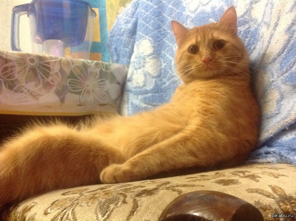 А ну иди празднуй Новый год!