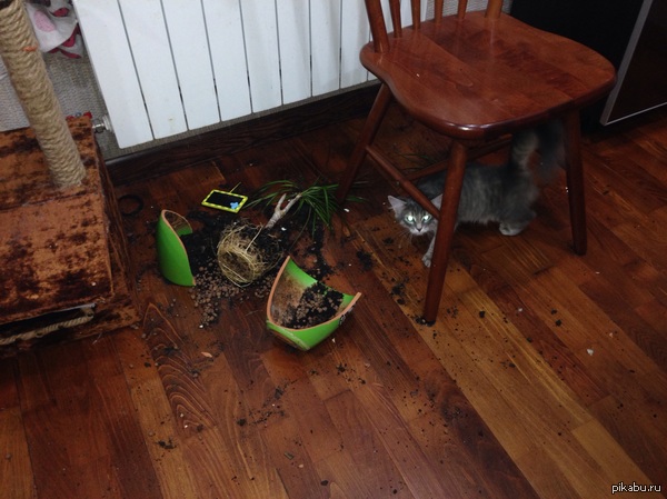 Сволочь Алиса в стране чудес