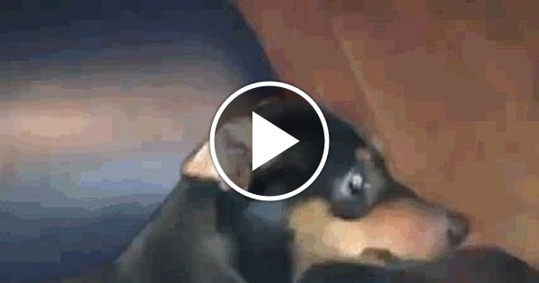 Надул собаку | Пикабу