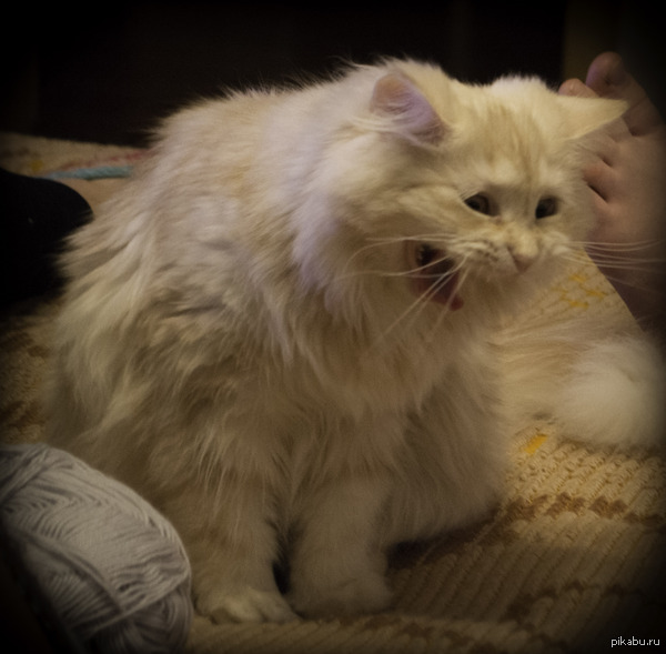 Фоткал котейку свою...и поймал))