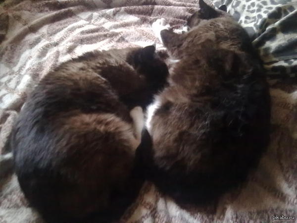 Мои котаны) "Пора на диету" или "2 буханки черного" )))