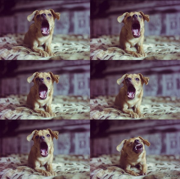 "��������" ��������