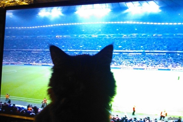 My cat loves football...     ,   .