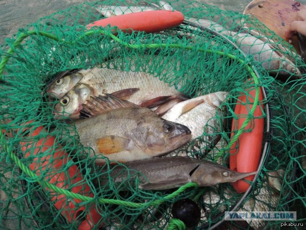 Взгляд уверенного в себе окуня