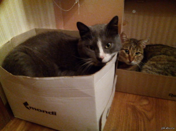 ��� ���� ����� �������