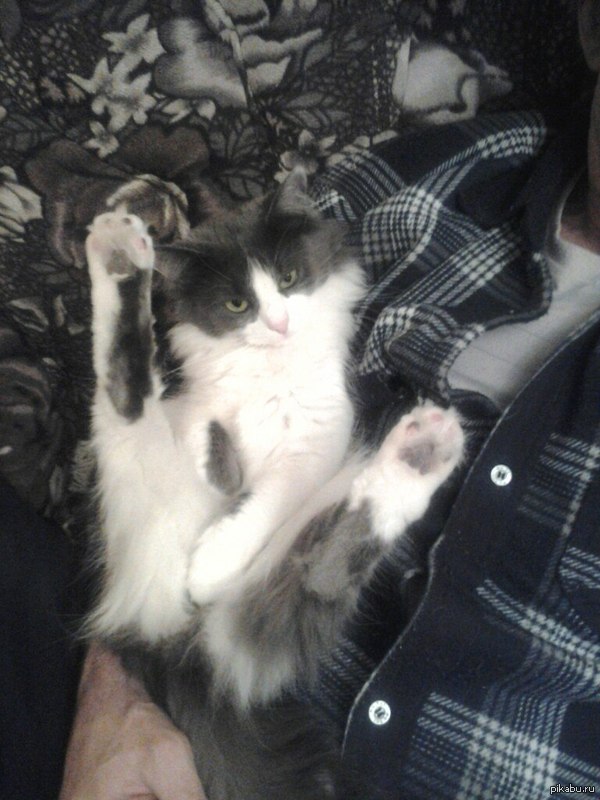 Просто кошак