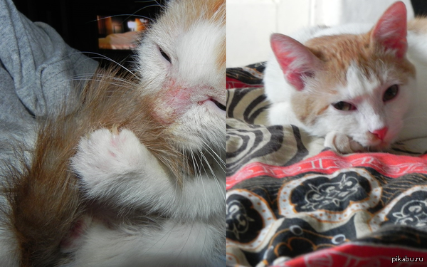 Котик спустя некоторое время дома.