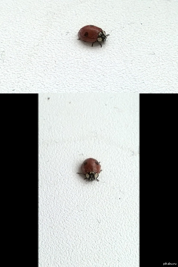 Мой напарник на НГ