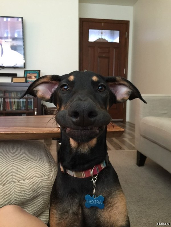 Просто забавный пес