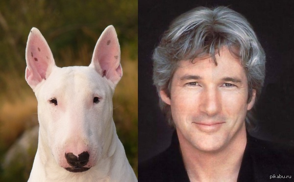 Richard Gere looks like a Bull Terrier - My, Dog, Actors and actresses, Bull terrier, Gere