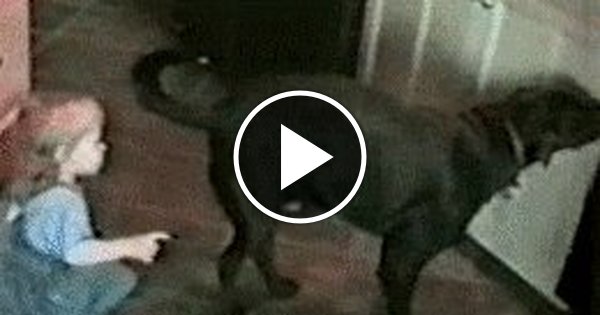 I Caught On A Hidden Camera My Wife Fucks With A Dog