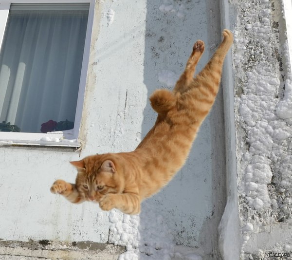 winter hunter - My, Kamchatka, cat, Winter, Kurilian Bobtail, My