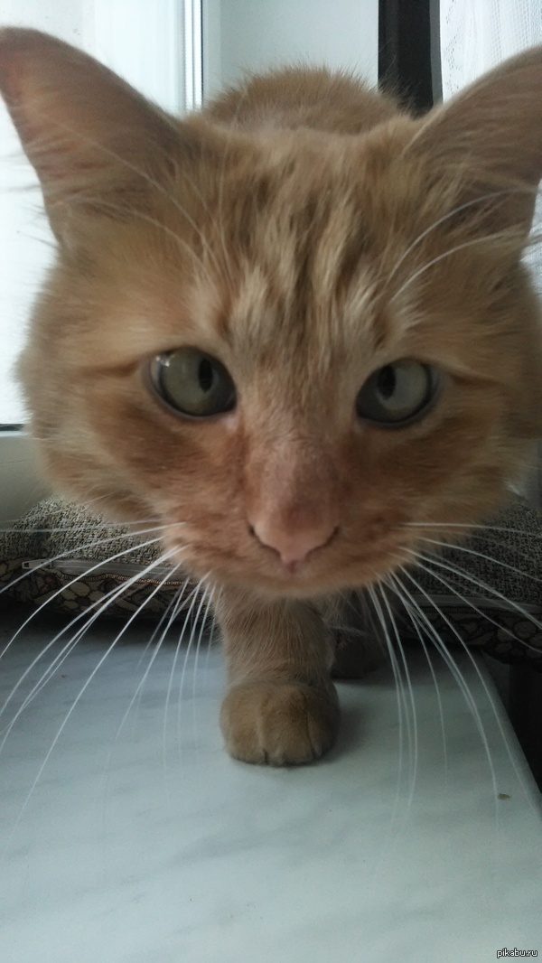 ��� ����� ����� �����