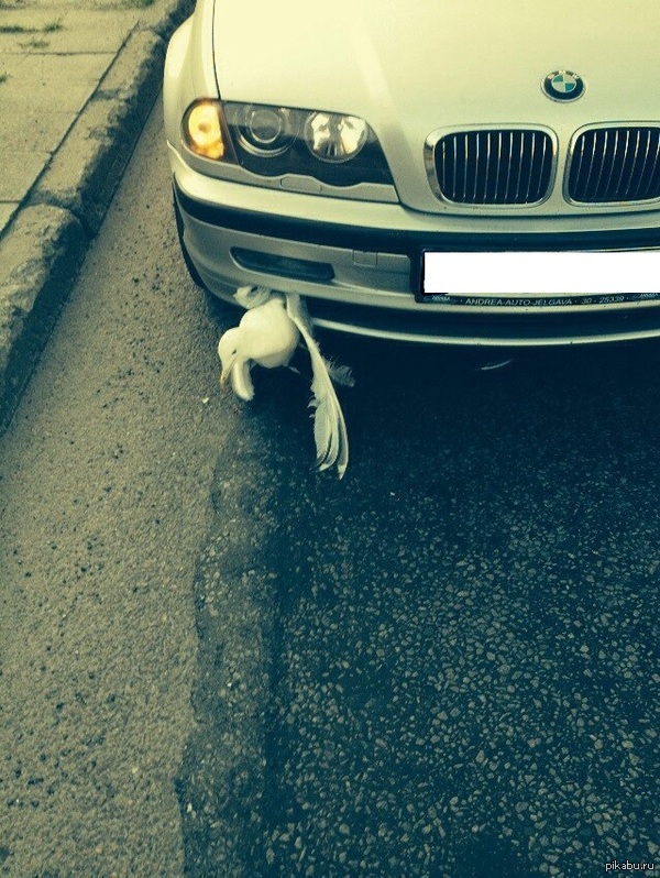 Тот момент, когда ты объехал наглую птицу на дороге...