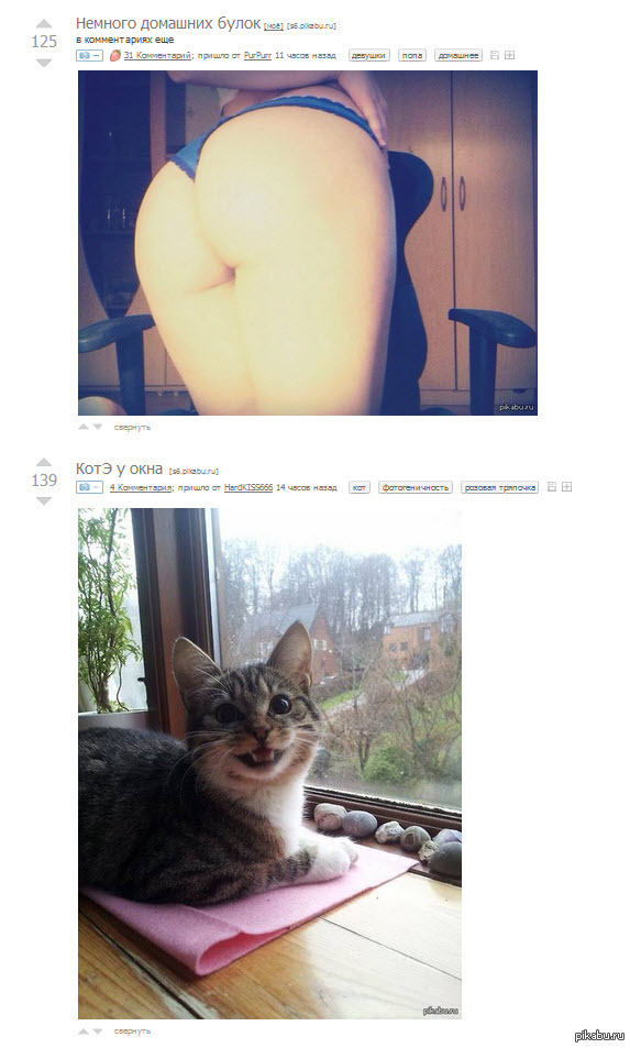 The cat clearly likes homemade - NSFW, cat, Homework, Booty