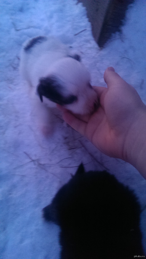 Второй милый друг)