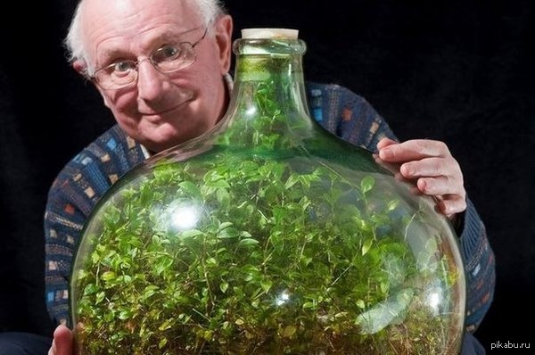 Дэвид Латимер и его традисканция — растение, которое он 40 лет назад посадил в бутылку, Закупорил и ни разу не открывал. В бутылке образовалась экосистема, в которой растение само ухаживает за собой, производит кислород и питается перегноем.