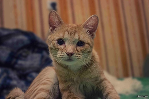 Немного Котиков