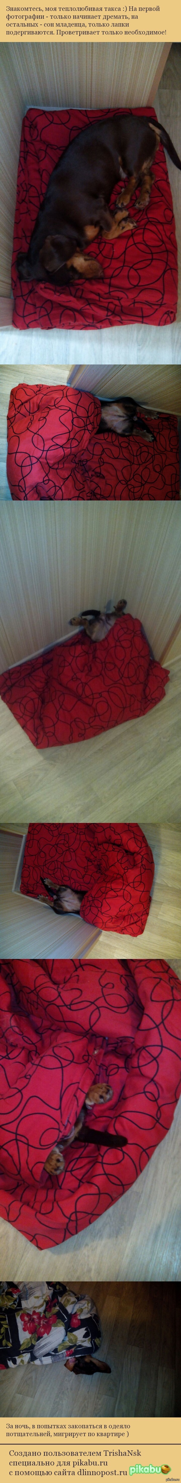 Такса и одеяло