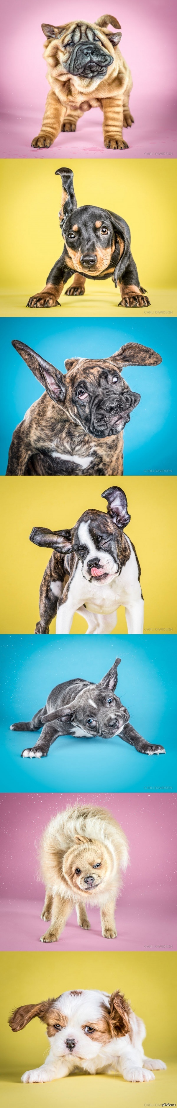 Милота: щенки трясут головой