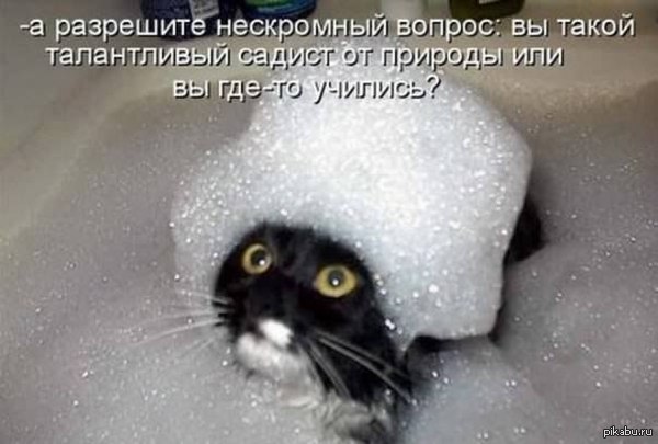 Котейка