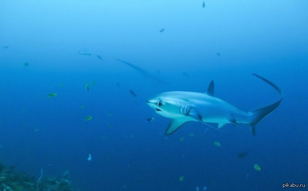 Детёныш акулы.
