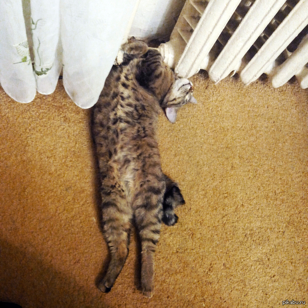 ���� �������