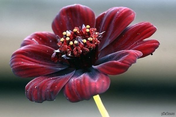 Cosmos atrosanguineus.