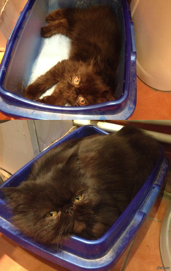 ��� �����