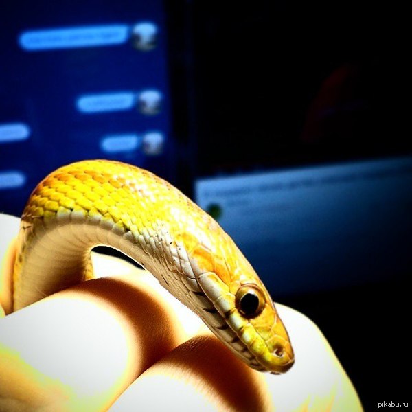 Один из моих домашних питомцев)