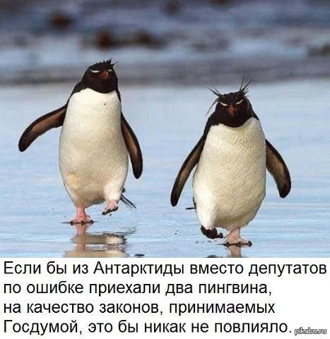 Penguins - State Duma, Penguins