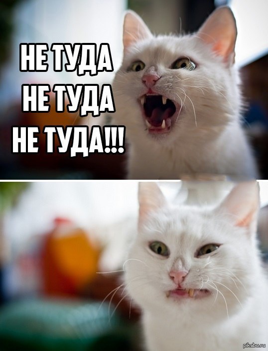 Thin - Strawberry, Thin, Humor, Picture with text, ..., cat