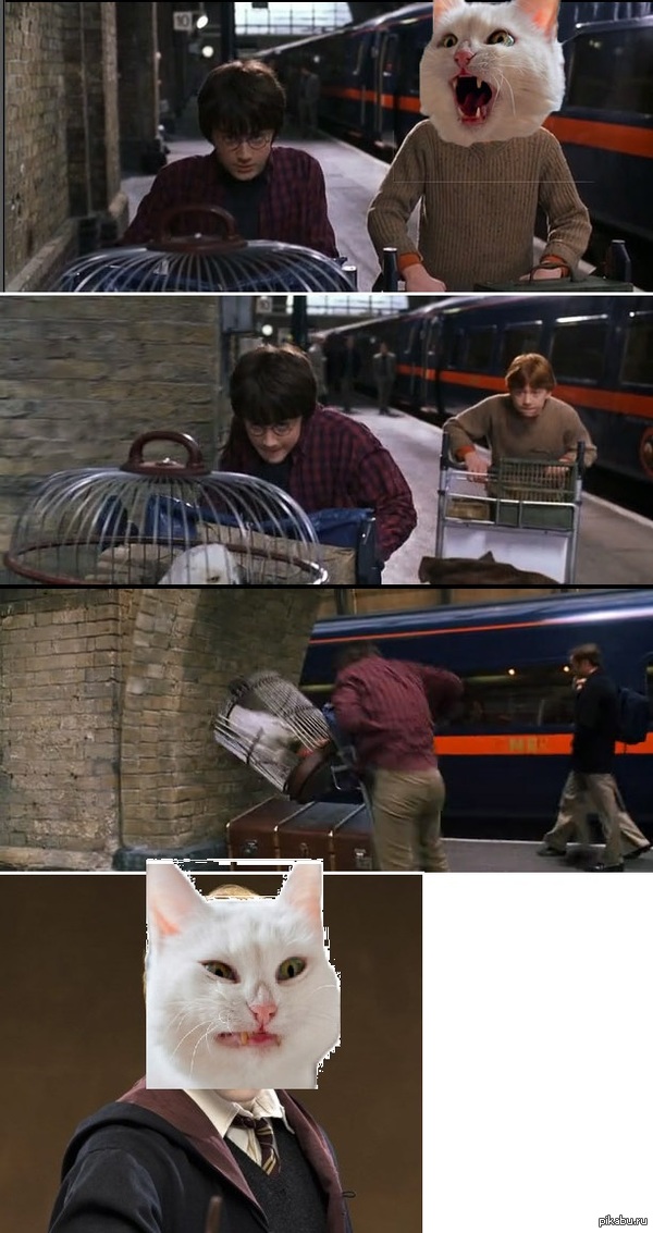 Harry Potter - cat, Harry Potter, Harry Potter And The Chamber of secrets