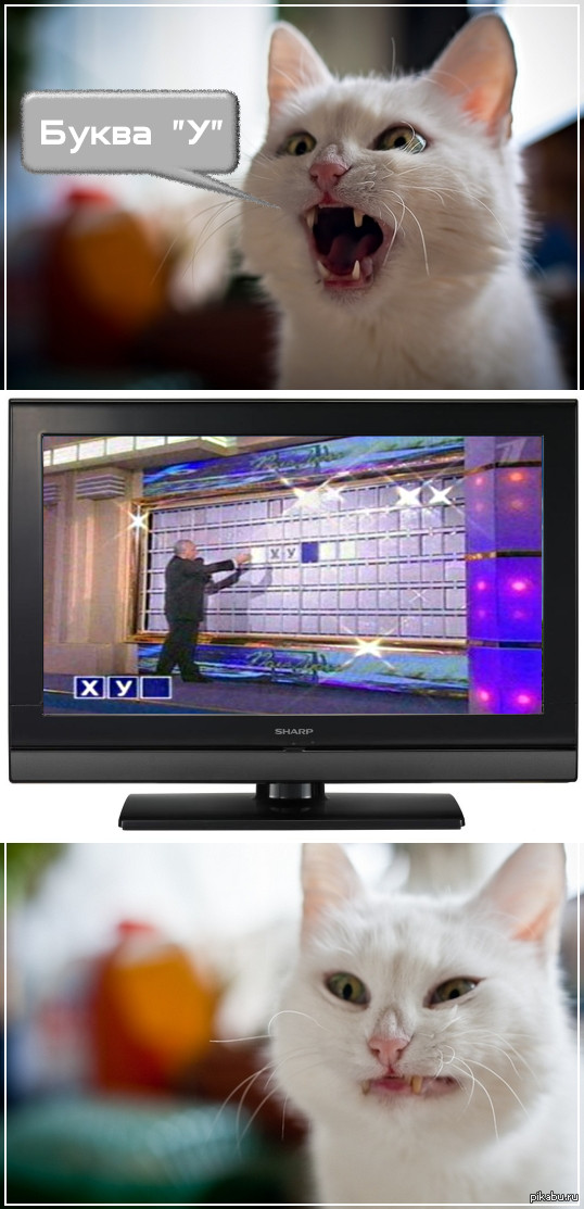 Котэ на поле чудес о_О =)