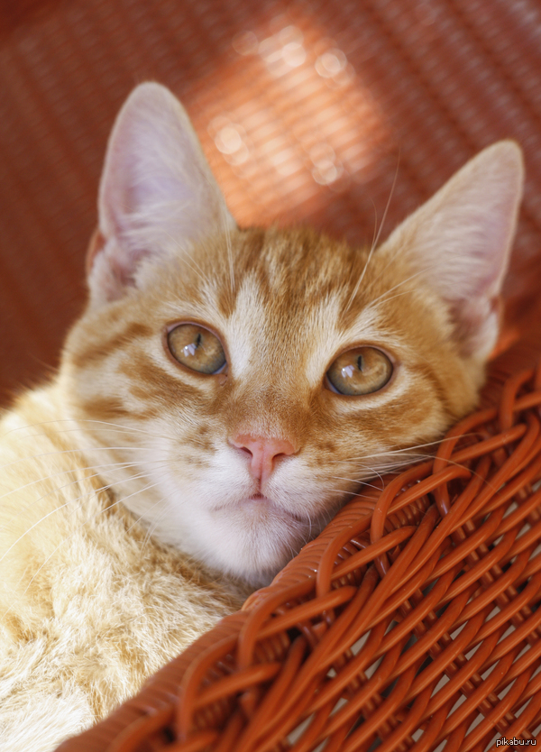 �������)