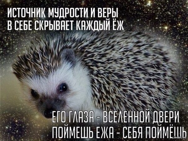 Еж всему голова.