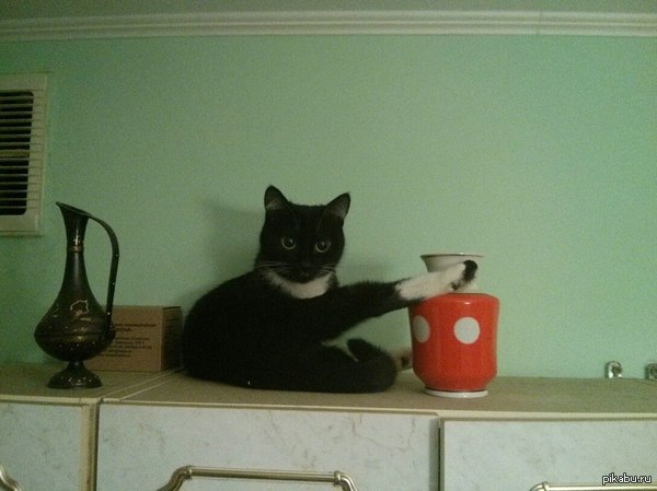 Кошачья релаксация. Краткое руководство