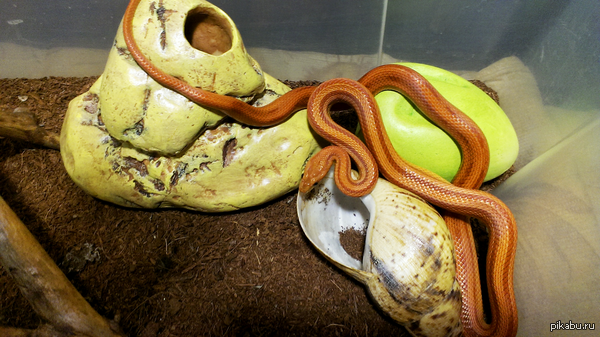 Царство рыжей