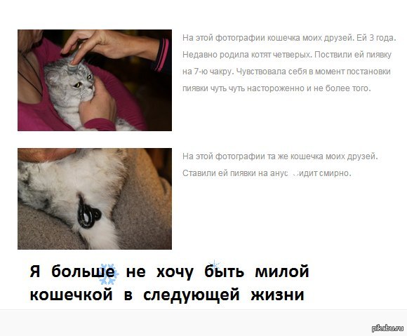 Милые кошечки и немилые хозяева
