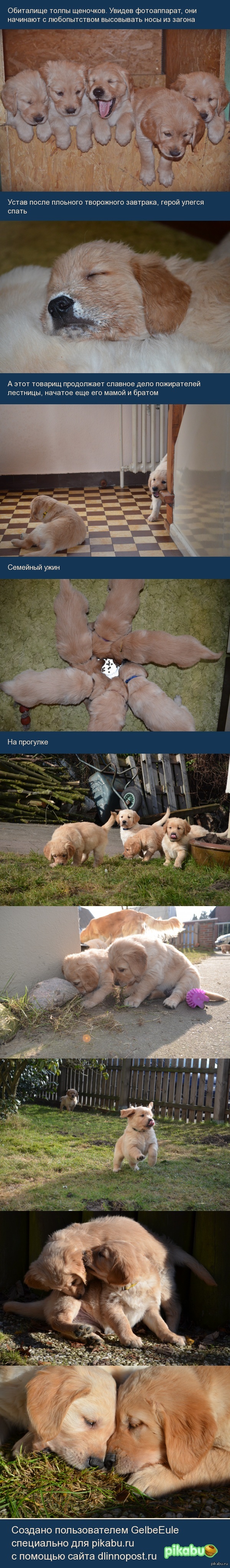 Щеночков пост