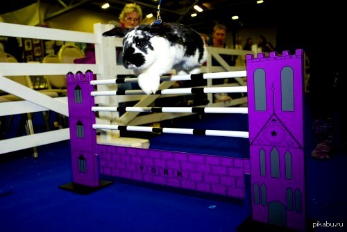 Из жизни зверей! В Великобритании открывается пятая Кроличья олимпиада!