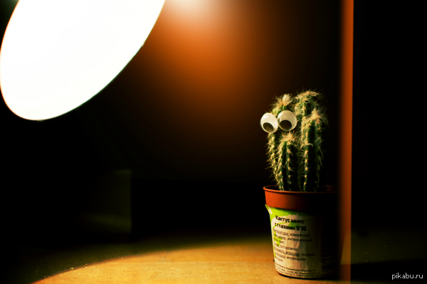 ������ �����������