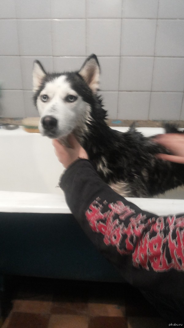 Специально для единственного подписчика)