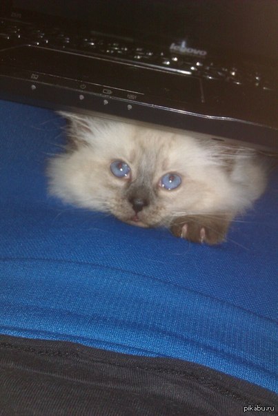 "Тут есть я!" На радость пикабушникам.