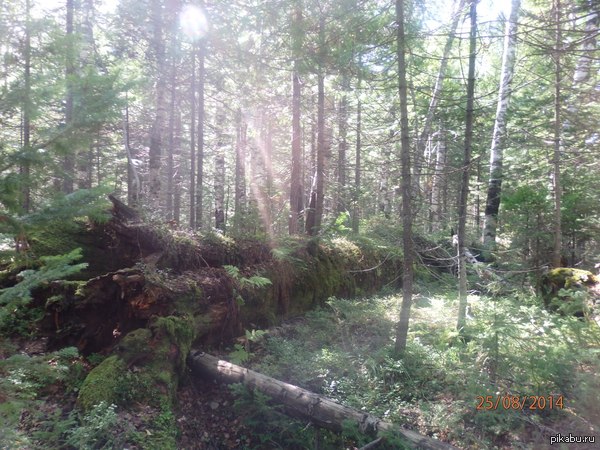 ���� ��������.  ��������