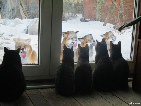 Писдолисы в комментах