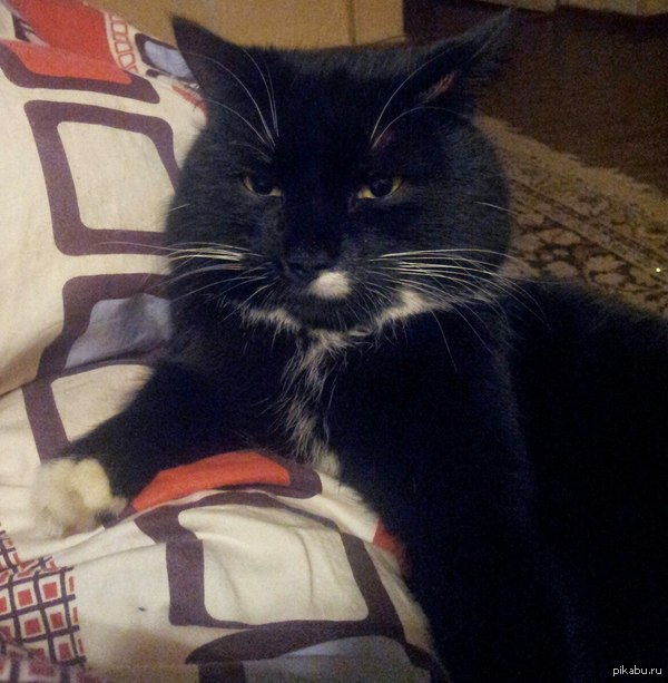 Все с котейками, и я...