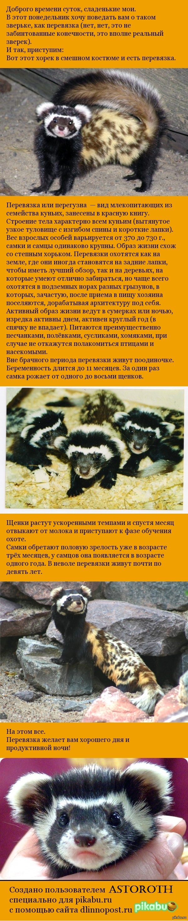 В мире животных