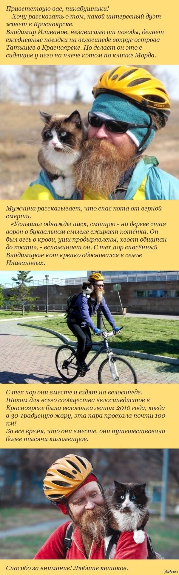 Someone has a parrot on his shoulder, and someone has a cat - cat, Krasnoyarsk, Cyclist, Kindness