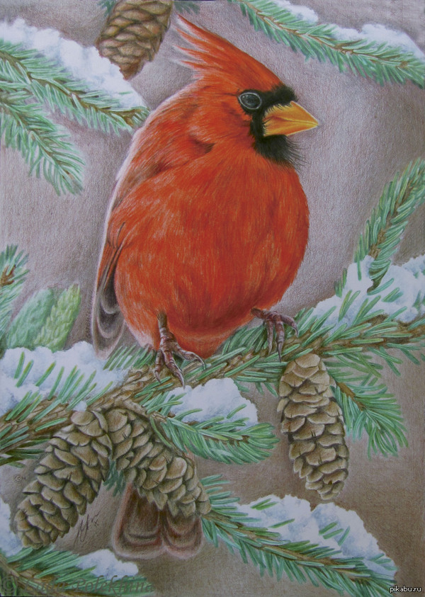 Drawing with colored pencils. - My, My, Drawing, Colour pencils, Birds, Red Cardinal